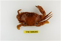 藏品(日本蟳)的圖片